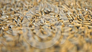 Rye grains. 2 Shots. Horizontal pan. Close-up.
