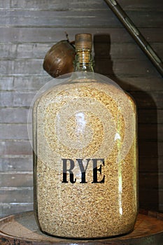 Rye grains