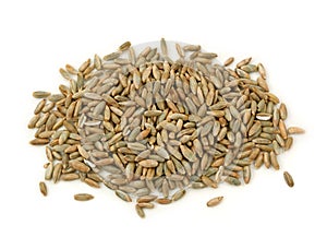 Rye grains