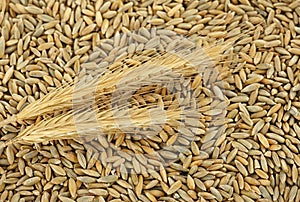 Rye grains and ears as background. Agriculture background