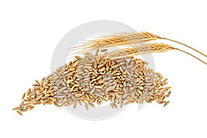 Rye grains and ears on white background, top view