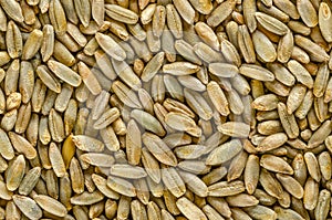 Rye grains, macro photo, from above