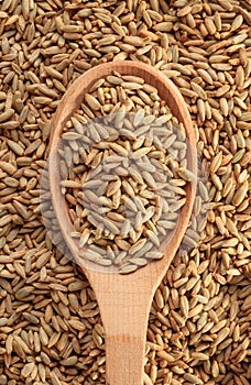 Rye grains with spoon
