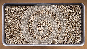 Rye grains in a steel container