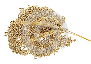 Rye grains and two spikelets on white background.