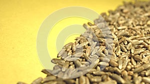 Rye grains on a yellow background. 2 Shots. Slow motion. Vertical pan. Close-up.