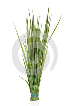 Rye Grass photo