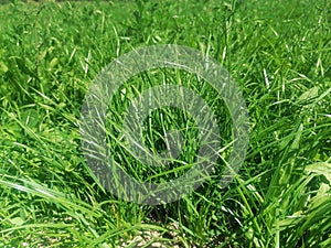 Rye grass in dairy farm field in New Zealand