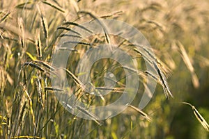 Rye Grass Grain in Field at Sunset