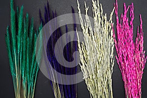 Rye grass rice plant white background