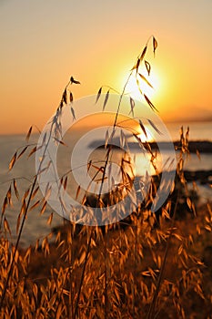 Rye Grass with the sunset in the background