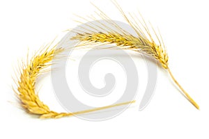 Rye grass. Whole, barley, harvest wheat sprouts. Wheat grain ear or rye spike plant isolated on white background, for cereal bread