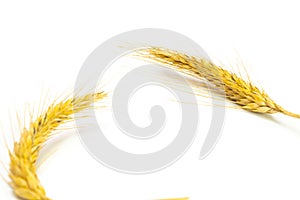 Rye grass. Whole, barley, harvest wheat sprouts. Wheat grain ear or rye spike plant isolated on white background, for