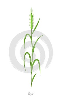 Rye green plant. Secale cereale. Species of cereal grain. Cereal grain. Vector agricultural illustration. Agronomy.