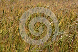 The rye green. Rye field under the summer hot sun, ripe ears of rye