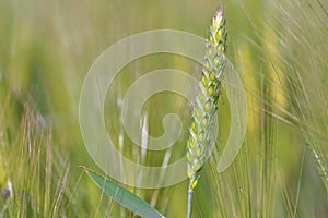 Rye of green  wheat growing in a field