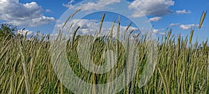 The rye growing in the field. Rye ear close up. Secale cereale