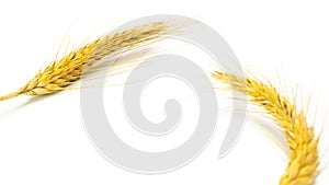 Rye isolated. Whole, barley, harvest wheat sprouts. Wheat grain ear or rye spike plant isolated on white background, for