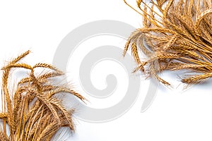 Rye isolated. Whole, barley, harvest wheat sprouts. Wheat grain ear or rye spike plant isolated on white background, for cereal