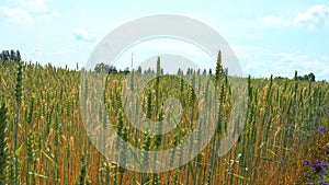 Rye is lit by the sun .