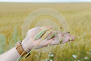 Rye, oats, wheat and triticale in the palm of the hand on the background of an earful field