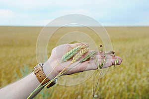 Rye, oats, wheat and triticale in the palm of the hand on the background of an earful field and blue sky