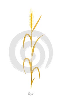 Rye plant. Orange ripe and dry. Secale cereale. Species of cereal grain. Cereal grain. Vector agricultural illustration