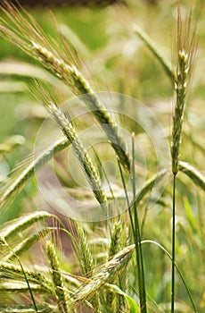 Rye plants (Secale cereale)