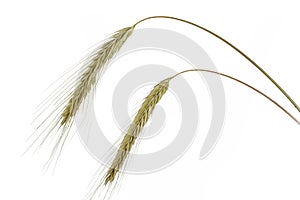 Rye (Secale cereale)