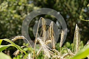 Rye or Secale Cereale plant in Zurich in Switzerland