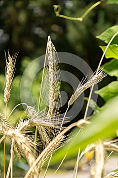 Rye or Secale Cereale plant in Zurich in Switzerland