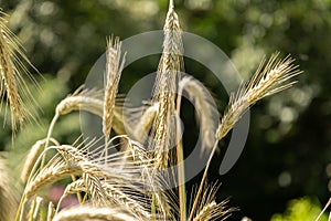 Rye or Secale Cereale plant in Zurich in Switzerland