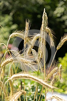 Rye or Secale Cereale plant in Zurich in Switzerland