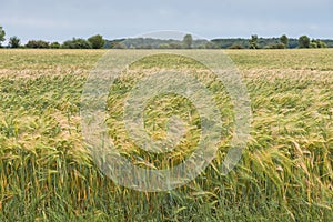 Rye, Secale cereale. Rye green growing in the field. Summer landscape