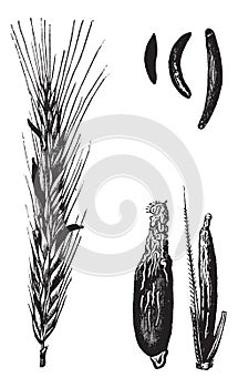 Rye or Secale cereale, vintage engraved illustration