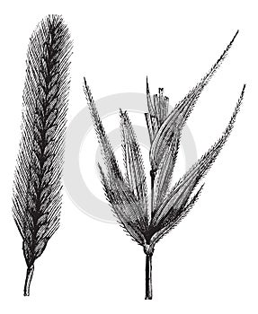 Rye or Secale cereale vintage engraving