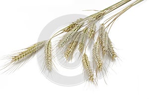 Rye (Secale cereale) on white