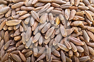 Rye seeds