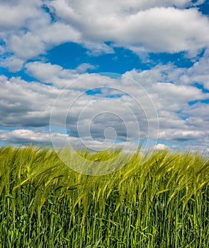 Rye spikelets agriculture field with blue cloudly sky