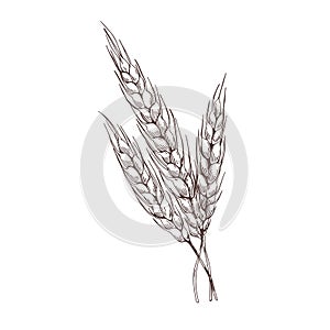 Rye spikelets drawn in detailed vintage style. Retro botanical outlined drawing of cereal grain crop with seed ears and