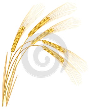 Rye spikelets. Vector illustration.