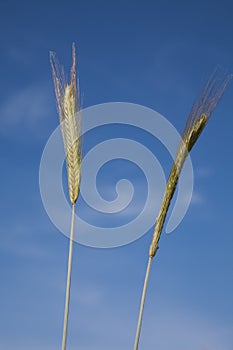 Rye, spikes, close-up against blue sky