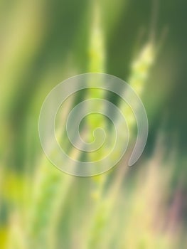 Rye wheat closeup, natural defocused bokeh background