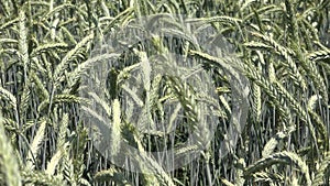 Rye Wheat Ear in Sunset, Agriculture Field, Grains, Cereals, Harvest, Agrarian