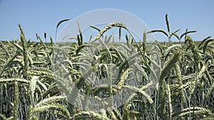 Rye Wheat Ear in Sunset, Agriculture Field, Grains, Cereals, Harvest, Agrarian Industry