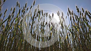 Rye Wheat Ear in Sunset, Agriculture Field, Grains, Cereals, Harvest, Agrarian Industry Products