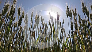 Rye Wheat Ear in Sunset, Agriculture Field, Grains, Cereals, Harvest, Agrarian Industry Products