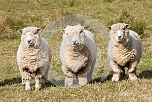 Ryedale sheep