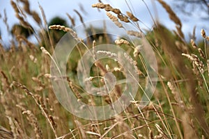 Ryegrass field on a sunny day.