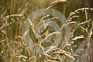 Ryegrass field on a sunny day.